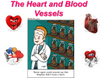 The Heart and Associated Blood Vessels