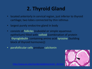 2. Thyroid Gland T 4 and T 3