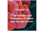 Chapter 14 The Kidneys and Regulation of Water and Inorganic Ions