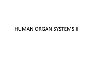 human organ systems ii - Trinity Regional School