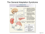 5211: Session 2 The Hypothalamic Pituitary Adrenal (HPA) axis