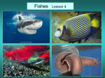 Fishes and Marine Mammals Lesson 4