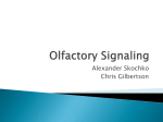 Olfactory Signalling - Biochemistry at CSU, Stanislaus