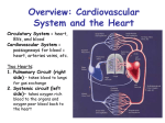 Overview: Cardiovascular System and the Heart Circulatory System