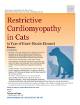 restrictive_cardiomyopathy_in_cats