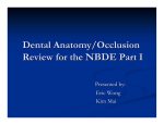 Dental Anatomy/Occlusion Review for the NBDE Part I