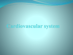 Cardiovascular system The heart