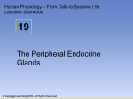 The Peripheral Endocrine Glands