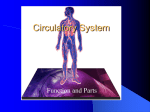 circulatory-system2