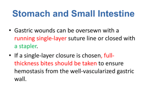 Stomach and Small Intestine