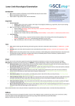 Lower limb neurological exam