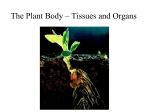 The Plant Body – Tissues and Organs
