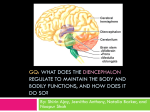 GQ: what does the diencephalon regulate to maintain the body and