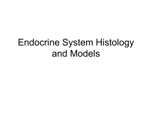 Endocrine System Histology and Models