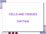 3-1 Anatomy of cells - Manasquan Public Schools