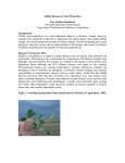 Diseases in alfalfa seed production