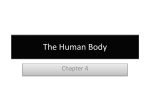 The Human Body - greene