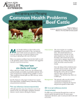 Common Health Problems of Beef Cattle