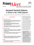 Escaped Farmed Salmon: A Threat to BC`s Wild Salmon?