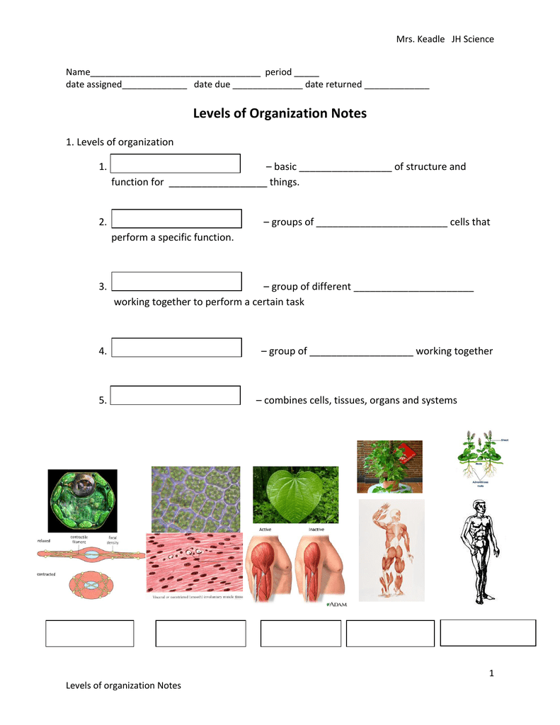 Levels of Organization Notes Regarding Levels Of Organization Worksheet