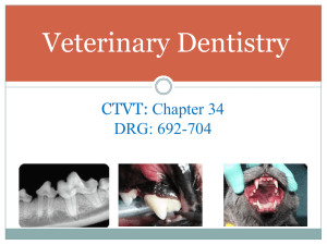 Applied Dentistry for the Veterinary Technician