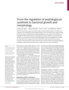 From the regulation of peptidoglycan synthesis to bacterial growth