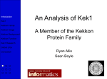 An Analysis of Kek1
