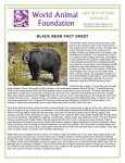 black bear fact sheet - World Animal Foundation