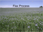 Flax seeds - TeacherTube