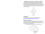 WebQuest: The Structure of the Nervous System