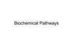 Biochemical Pathways