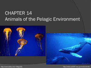 Chapter 14: Animals of the pelagic environment