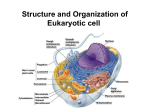 Basic structure and organization of Eukaryotic cell in Comparison to