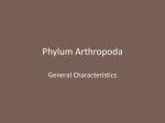 Phylum Arthropoda