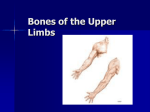 Bones of the Upper Limbs