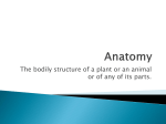 The bodily structure of a plant or an animal or of any of its parts.