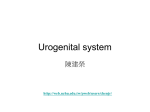 Development of the Urogenital System