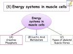 2.-lactic-acid-metabolism