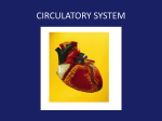 circulatory system - Franklin Middle School