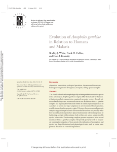 Evolution of Anopheles gambiae in Relation to Humans and Malaria