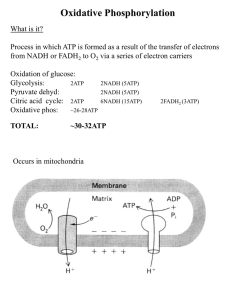 Lecture-Oxidative Phsphorylation