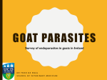 Goat Parasites