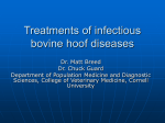 Treatments of infectious bovine hoof diseases