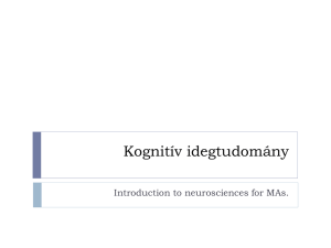 Primary visual cortex