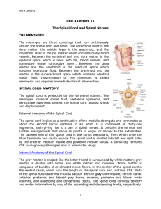 Unit 4 Lecture 11 The Spinal Cord and Spinal Nerves