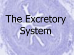 The Excretory System - ESC-2