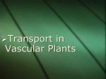 plant transport