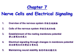 resting membrane potential