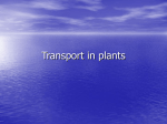 Transport in plants