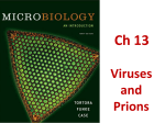 Viruses and Prions